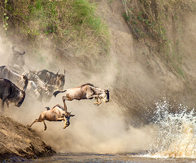 Serengeti Wildebeest Migration
