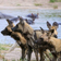 Botwana safari packages