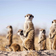 Kalahari desert botwana safari