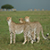 safari tours africa