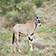 Kenya safari cost