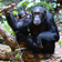 Tanzania Safari Tours