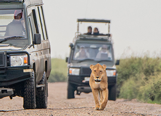 Tanzania Safari